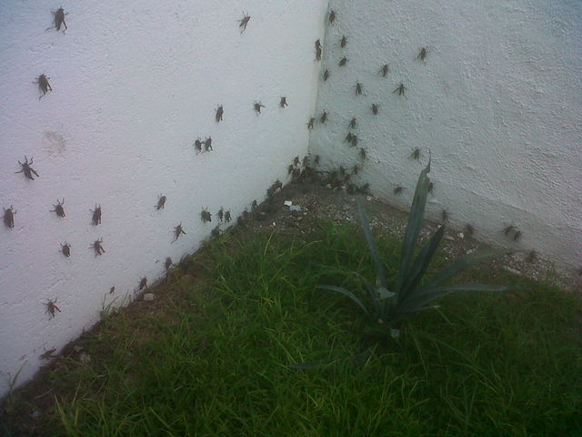El jardin de los Grillos